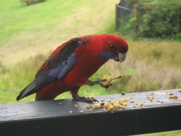 Crimson Rosella