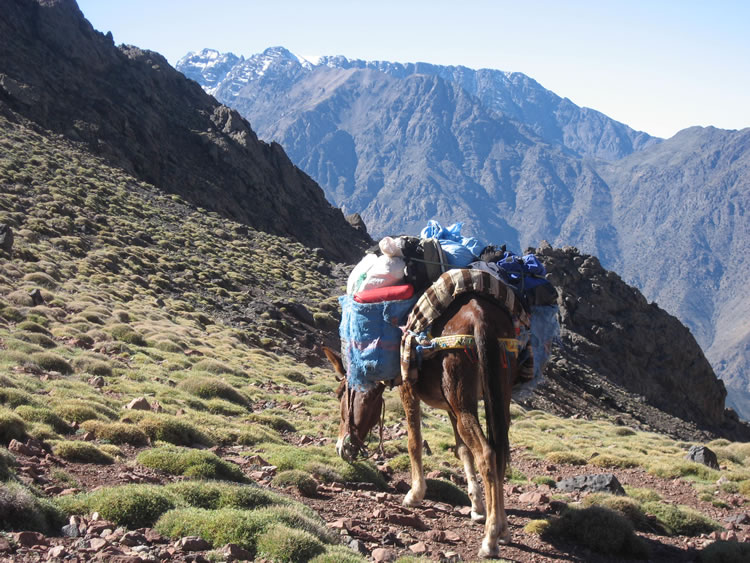 Mule refuelling at Tizi n'Addi (November 2010)
